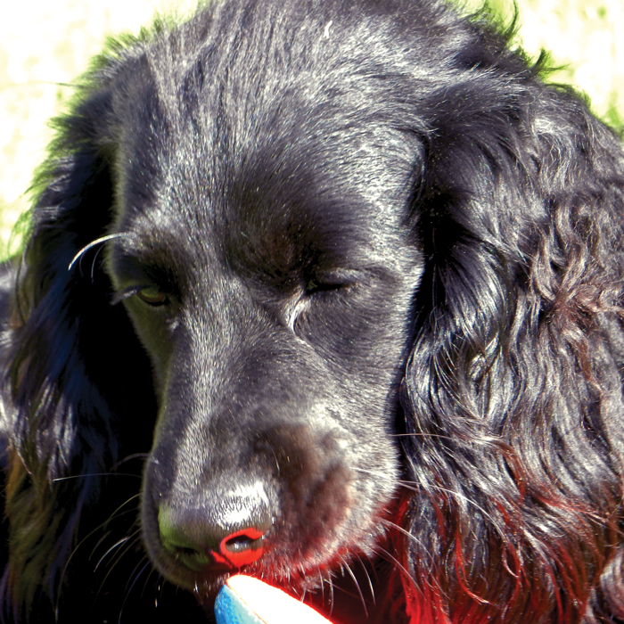 The Road to Getting a Rescue&nbsp;Dog